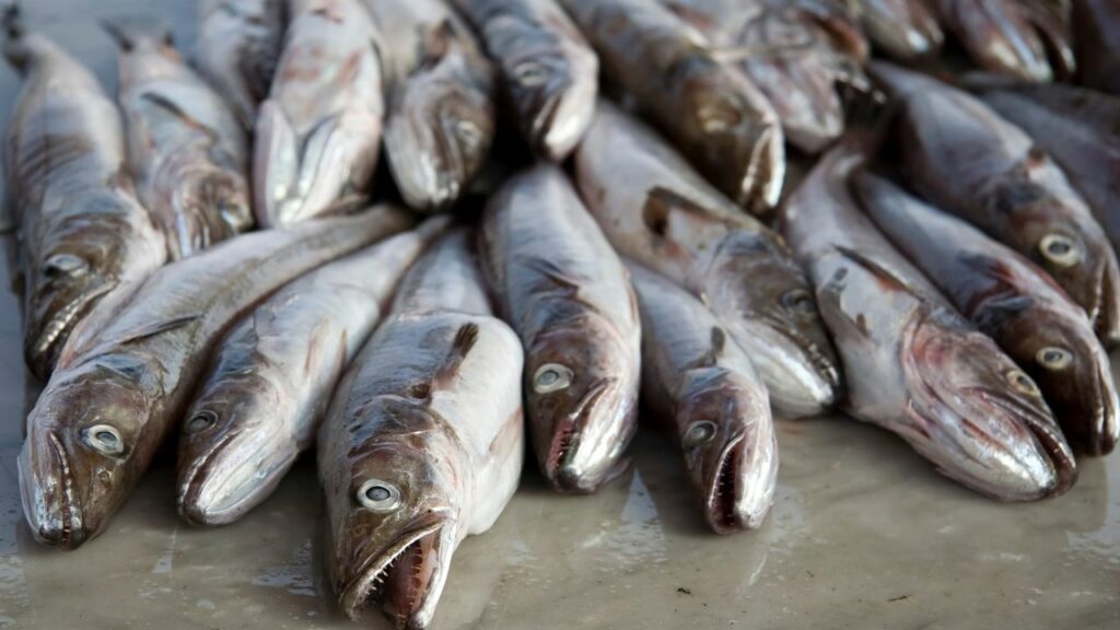 What Should Fresh Cod Look and Smell Like? 